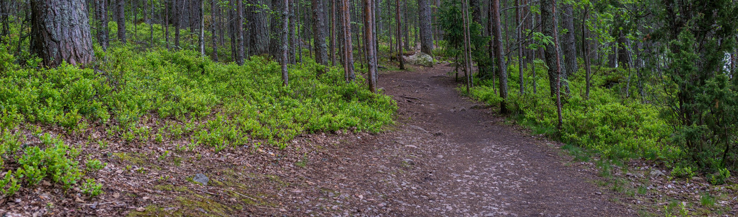 Polku metsässä.